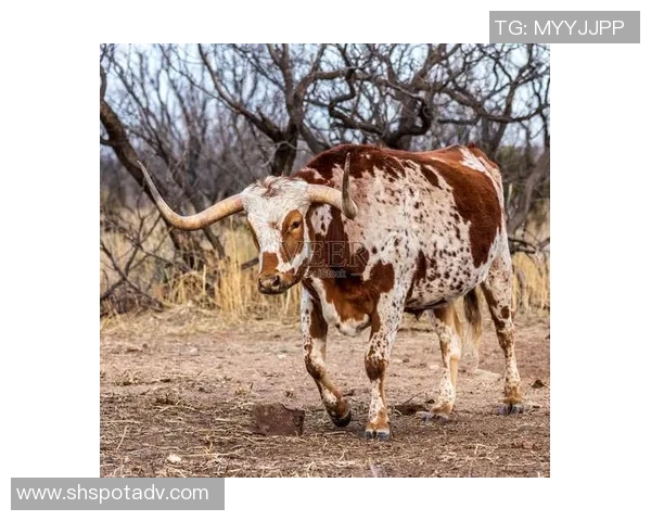 德克萨斯长角牛现场观战马刺，阿奇·曼宁与文班亚马交换球衣